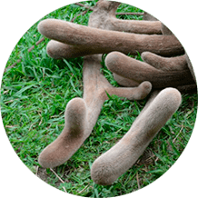 Вытяжка из пантов алтайского марала