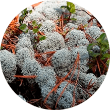 Экстракт ягеля