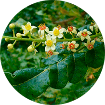 Экстракт босвеллии