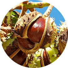 Экстракт конского каштана