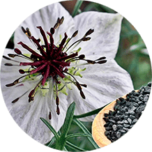 Экстракт черного тмина